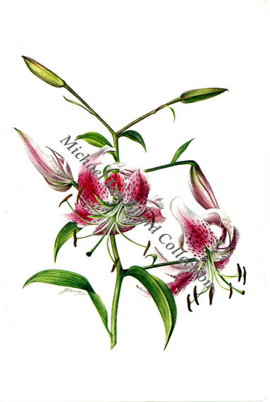 Lilium Speciosum